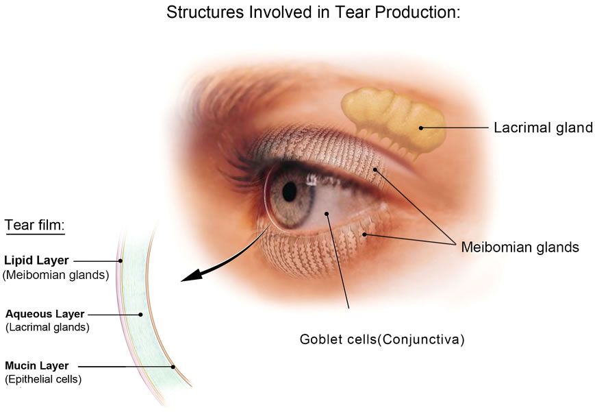 Tear Production