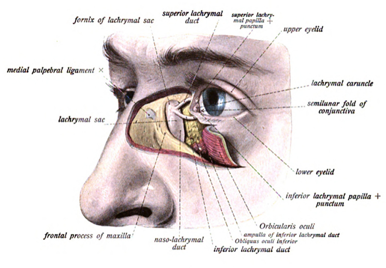 Lachrymalanatomy